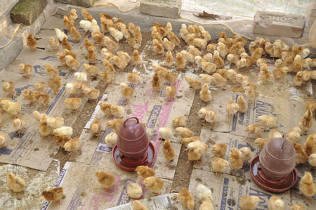 Essay On Animal Husbandry